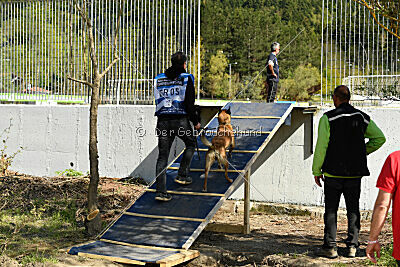 Chicka Force Canina