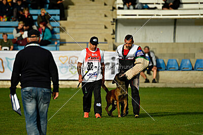 Colt vom Further Moor