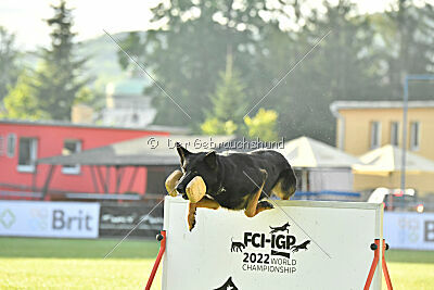 Condor Vikar