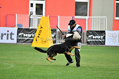Condor Vikar