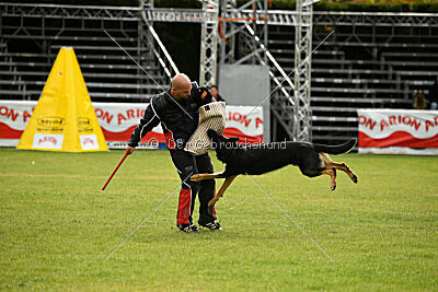 Condor Vikar