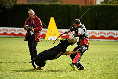 Condor Vikar