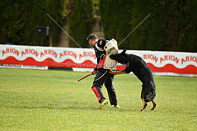 Condor Vikar