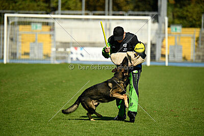 Coxx von der germanischen Wolfsschanze