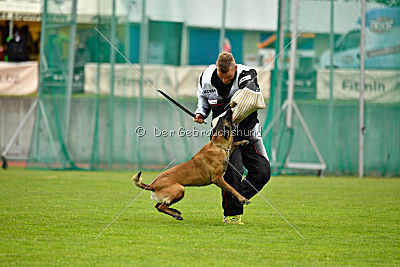 Delia Force Canina