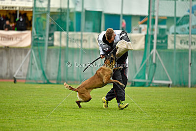 Delia Force Canina