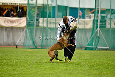 Delia Force Canina