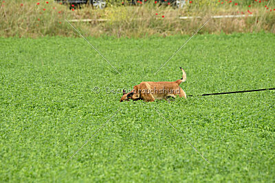 Dixi z Údolí Jizery