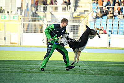 Django Canis Invictus