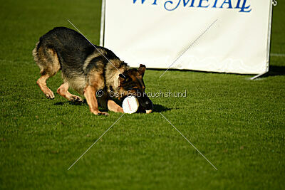 Dooly of Dog Training