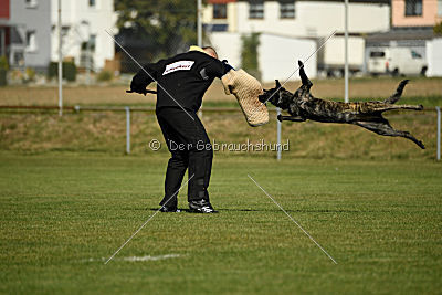 Ebby Fly Dogs Attak