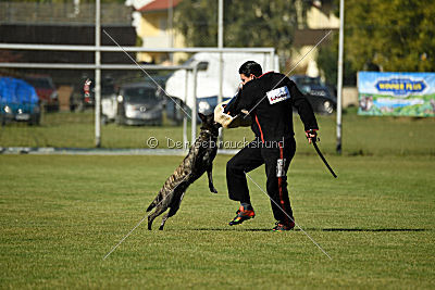 Ebby Fly Dogs Attak