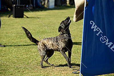 Ebby Fly Dogs Attak
