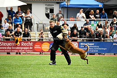 Enzo vom Buxtehuder Bullen
