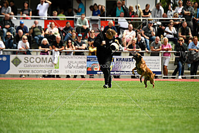 Enzo vom Buxtehuder Bullen