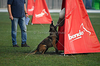 Erja-Ella Marshall Dogs