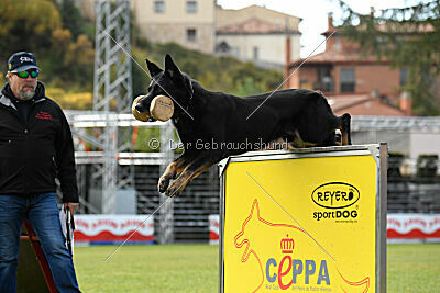 Falco Moravia Go-Ha