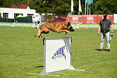 Fiasko vom Haus Mecki
