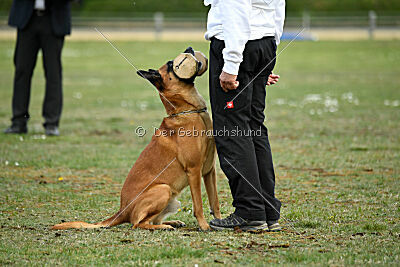 Findus von Maliattack