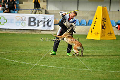 Fiona Marshall Dogs
