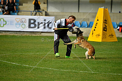 Fiona Marshall Dogs
