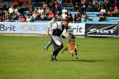 Fiona Marshall Dogs