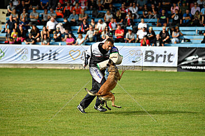 Fiona Marshall Dogs