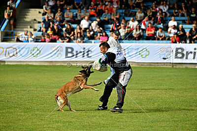 Fiona Marshall Dogs