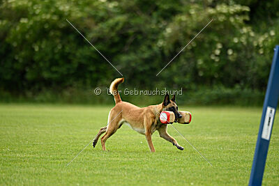 Fire vom schnellen Falken