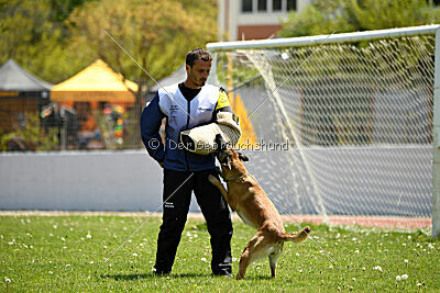 Fire vom schnellen Falken