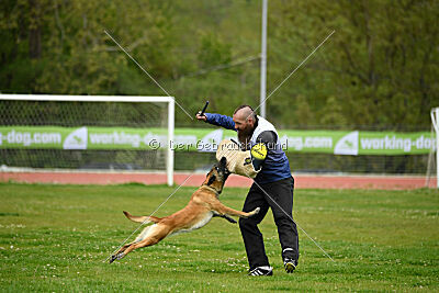 Fire vom schnellen Falken