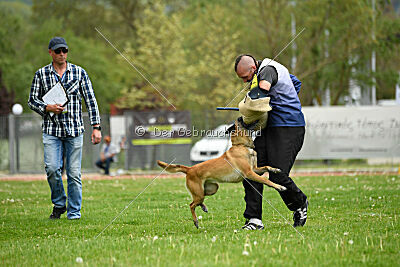 Fire vom schnellen Falken