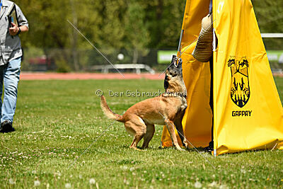 Fire vom schnellen Falken