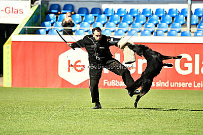 Franio vom Gsiberger