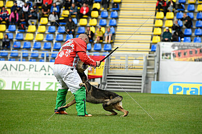 Freddy Tespo Bohemia