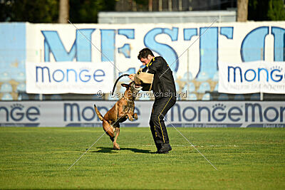Freestyle de la Videmanette