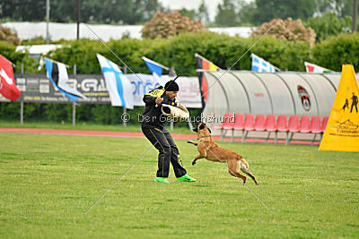 Fula Clever Fox