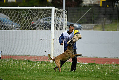 G'Dracarys Force Canina