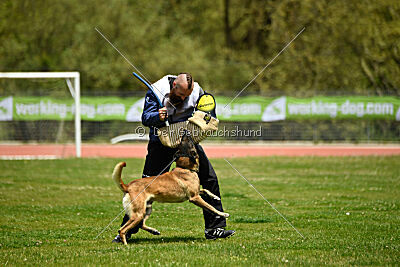 G'Dracarys Force Canina