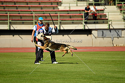 Gesper vom Wolfisherde