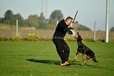 Grace von der Leibgarde