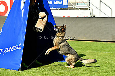 Gwen von den Koschis