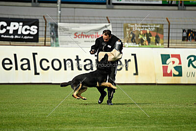 Hank vom Haus Rasko