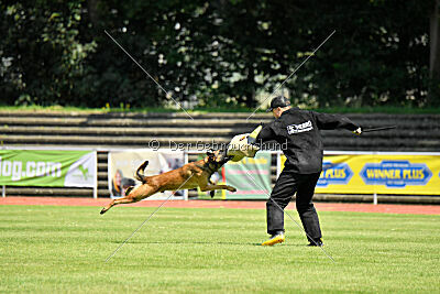 Hannibal des chiens de travail