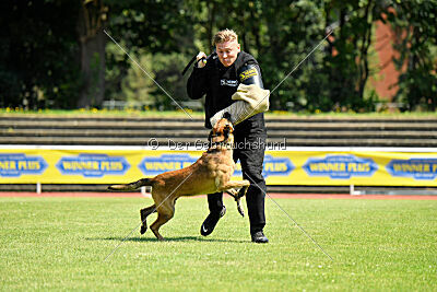 Hannibal des chiens de travail
