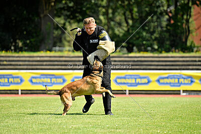 Hannibal des chiens de travail