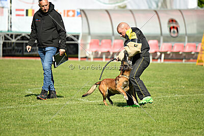 Harley Quinn Force Canina