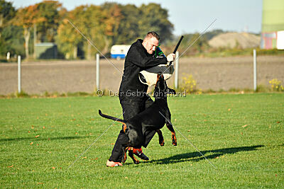 Hermanus of the two Roses