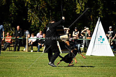 Hobbit vom Tanneneck