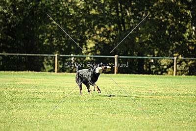 Hobbit vom Tanneneck